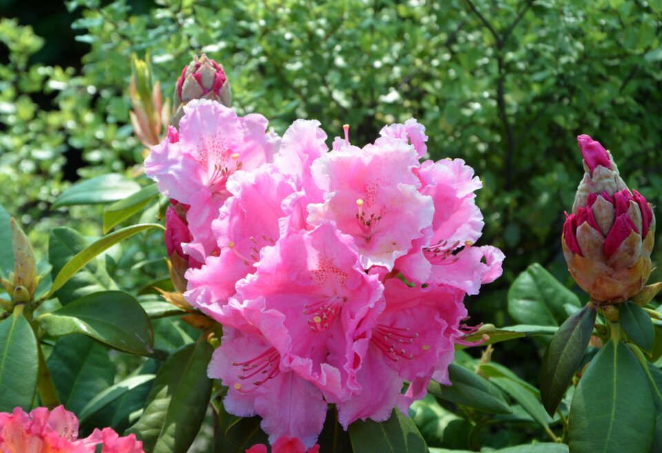 Rhododendron pink spring flower garden