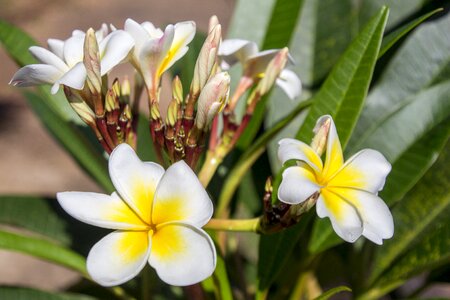 Nature plant flowers