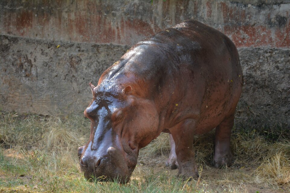 Zoo safari nature