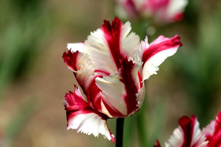 Flower spring beauty