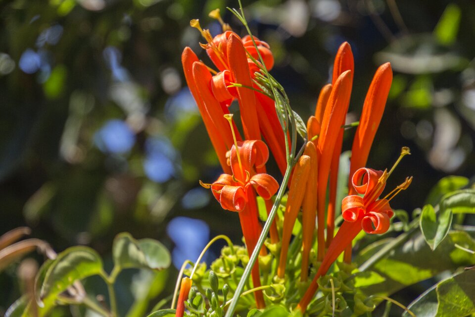 Garden spring plant