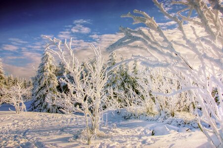 Wintry cold landscape photo