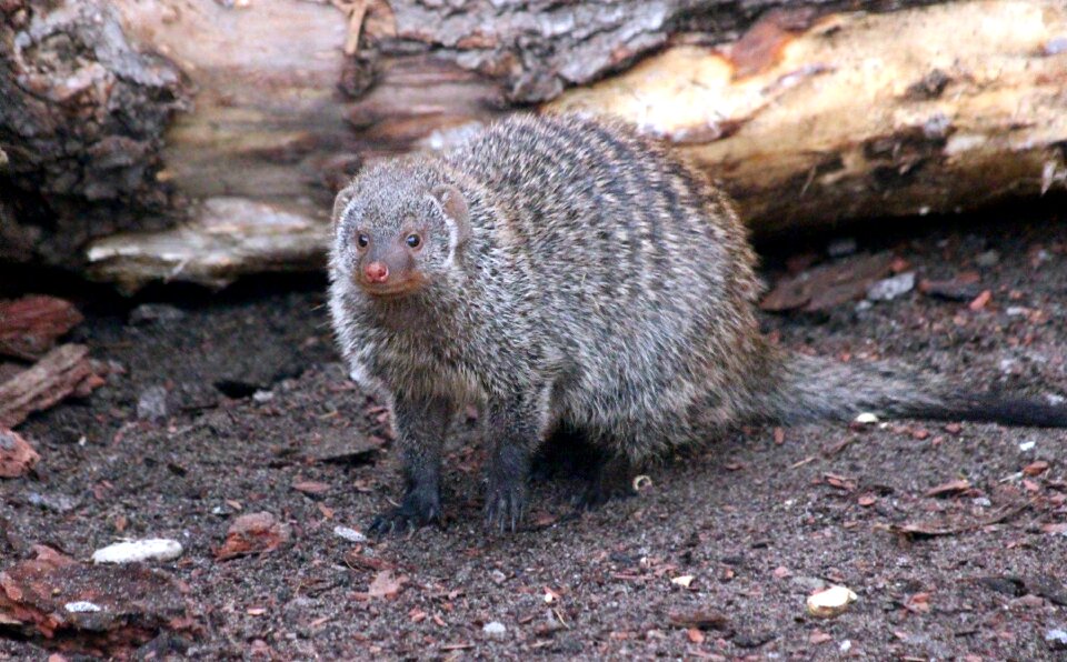 Mammals living nature nature