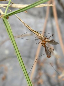 Tipúlido insect fake mosquito