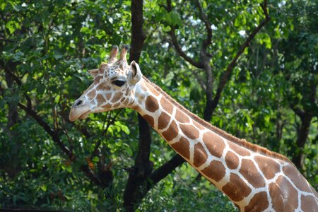 Zoo mammal africa photo