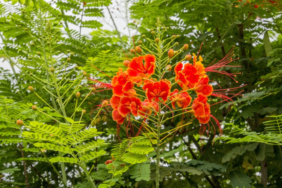 Nature plant leaves
