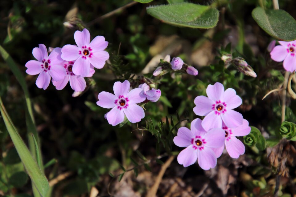 Pink flower behold little flower