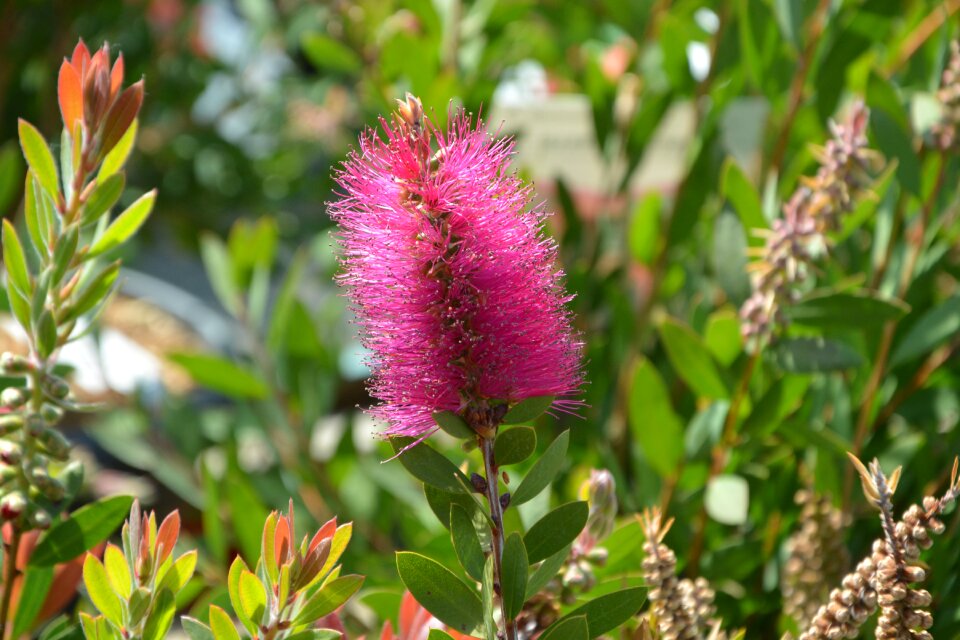 Green leaves nature decorative flower