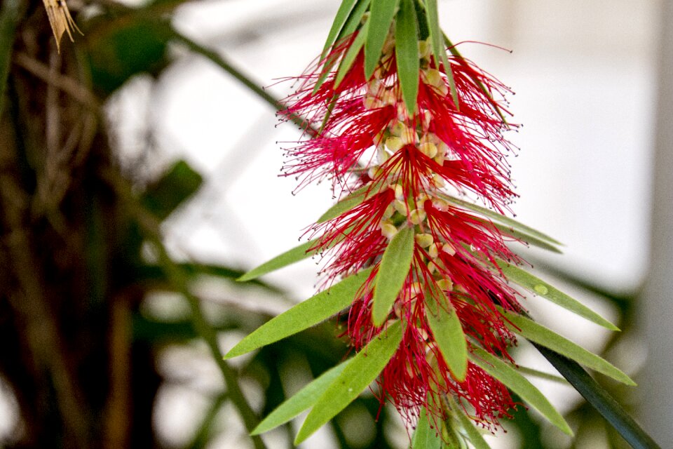 Spring nature flowers