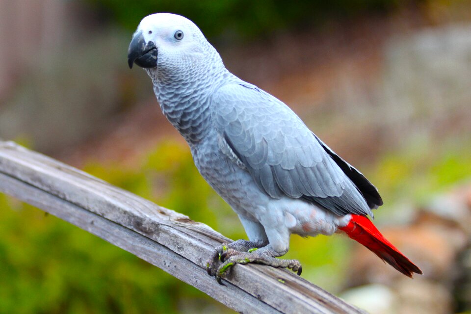 Nature animal beak