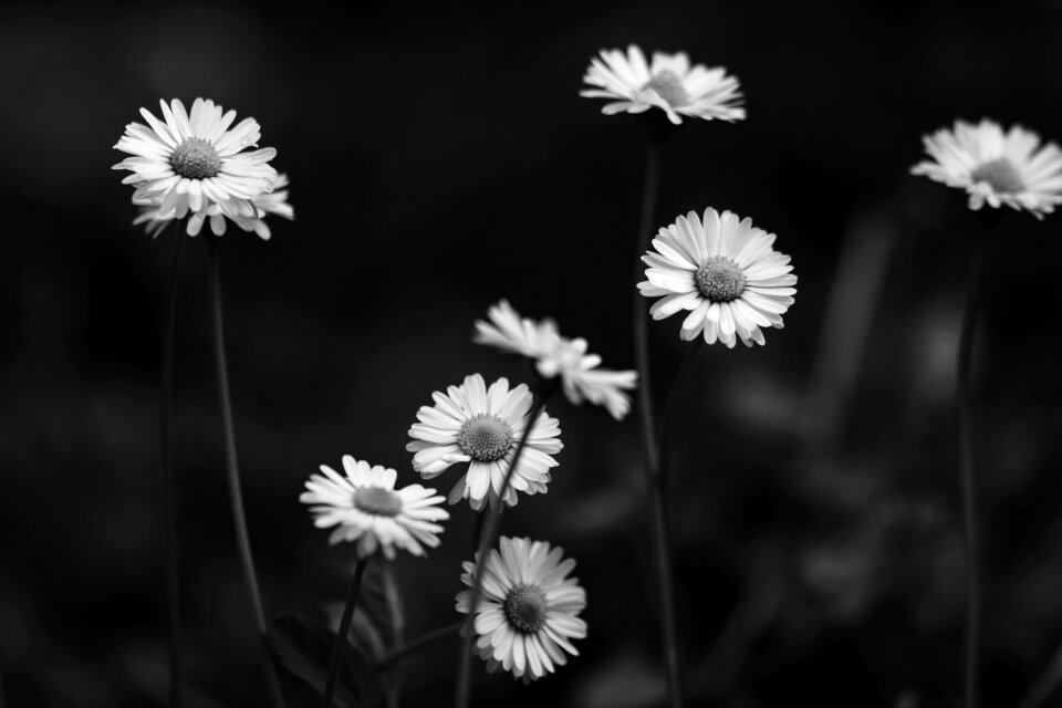 Bloom flora beauty