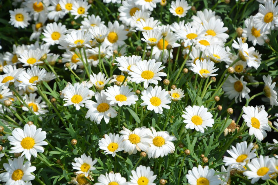 Flowers bouquet green leaves