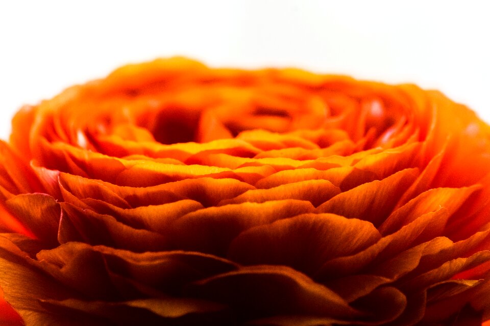 Bloom flora beauty