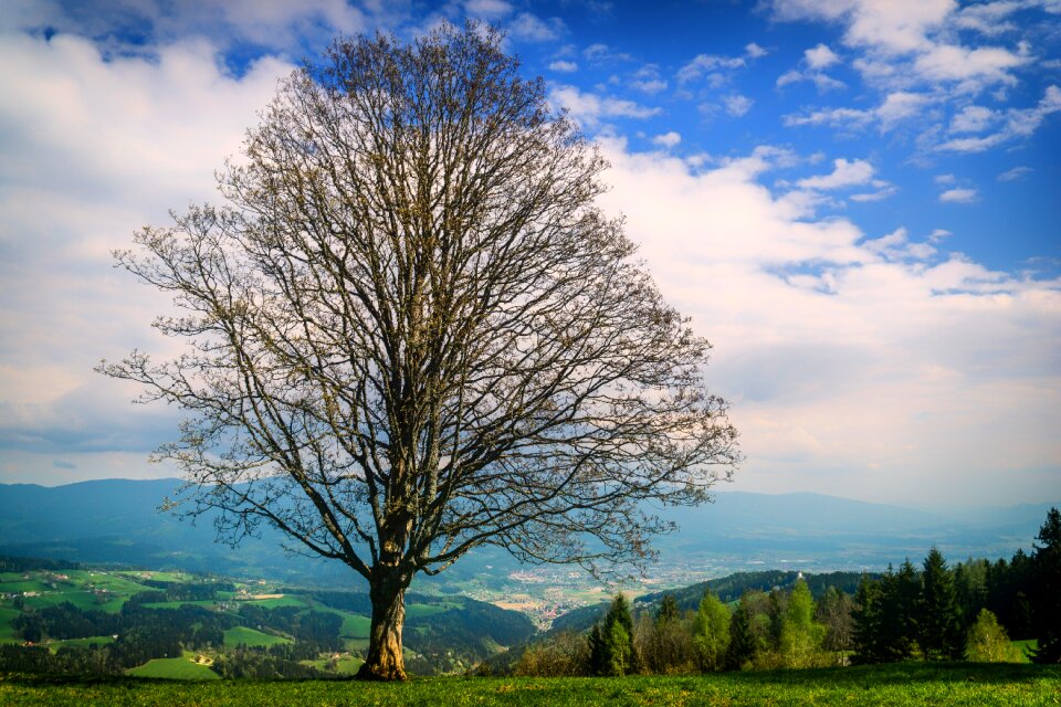 Hiking tree landscape