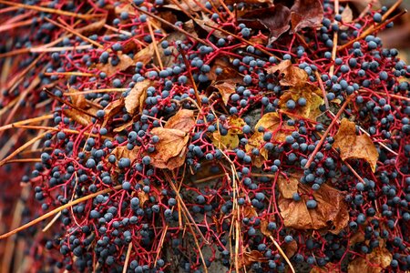Autumn coloring fall foliage