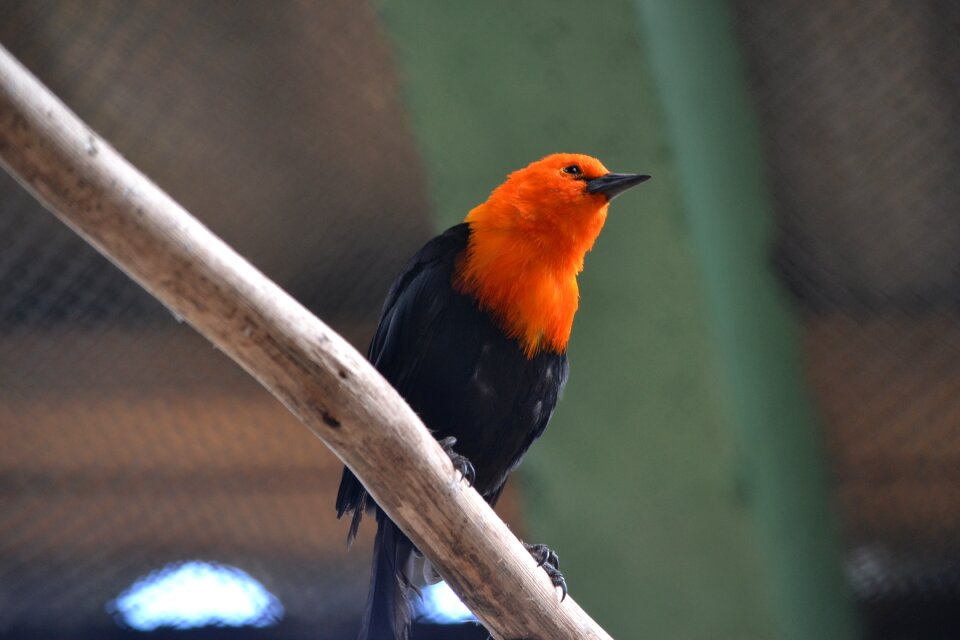 Uruguay latin america birds