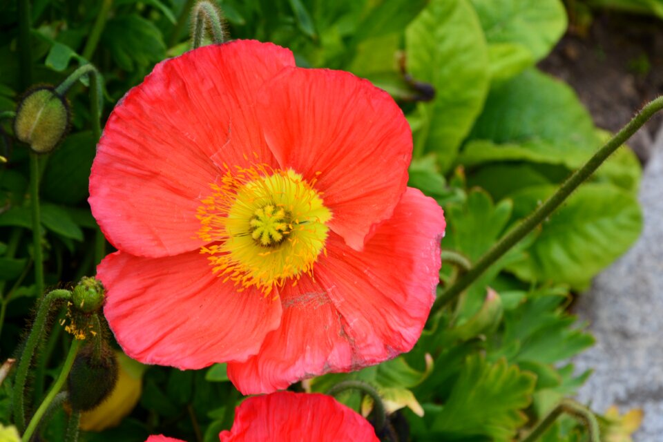 Flower plant red flowers