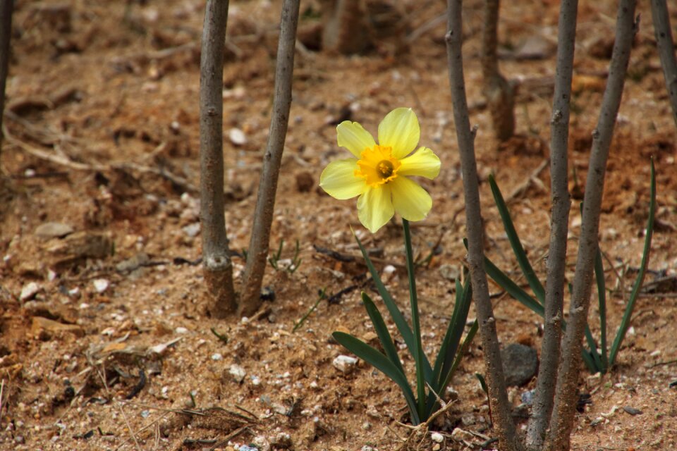 Fruehlingsknotenblume yellow spring