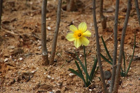 Fruehlingsknotenblume yellow spring