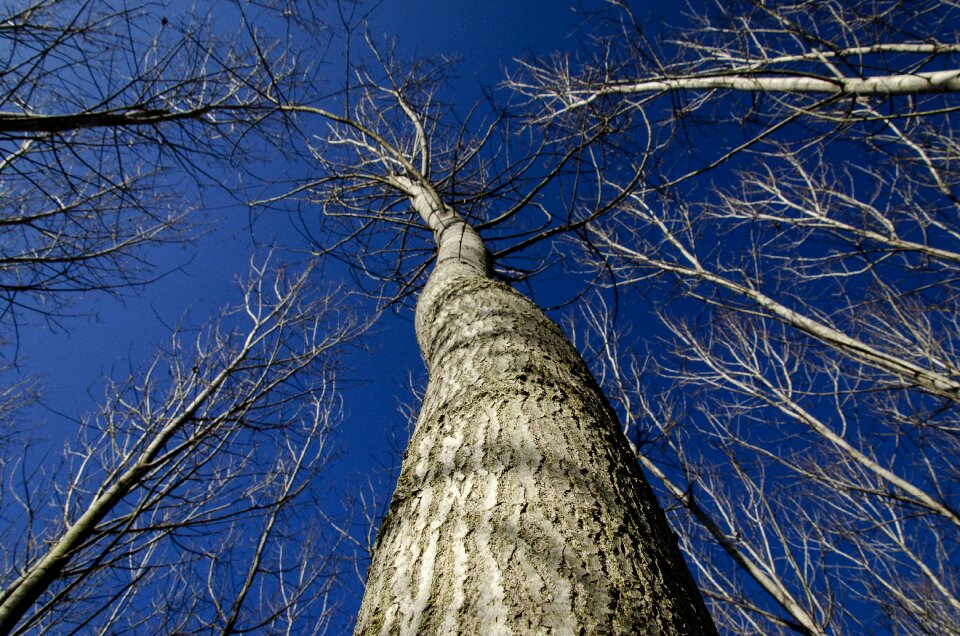 Nature branch background