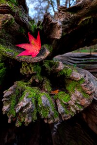 Nature leaves colorful