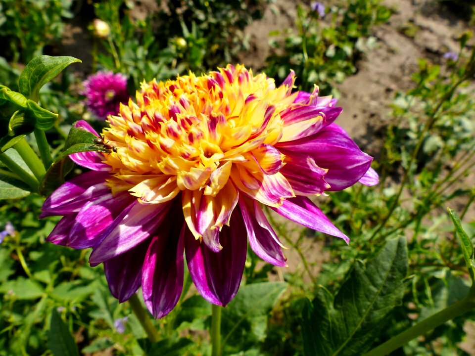 Flower bright purple petals