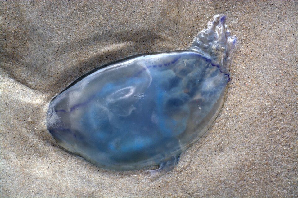 Transparent creature aquatic animal