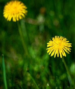 Green grass meadow summer photo