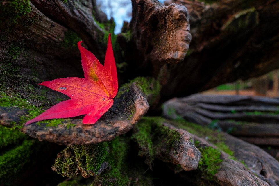 Nature leaves colorful