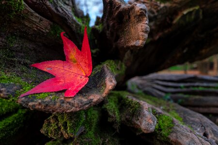Nature leaves colorful