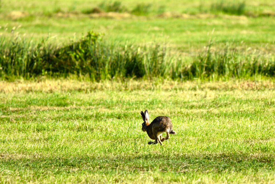 Lepus wildlife furry