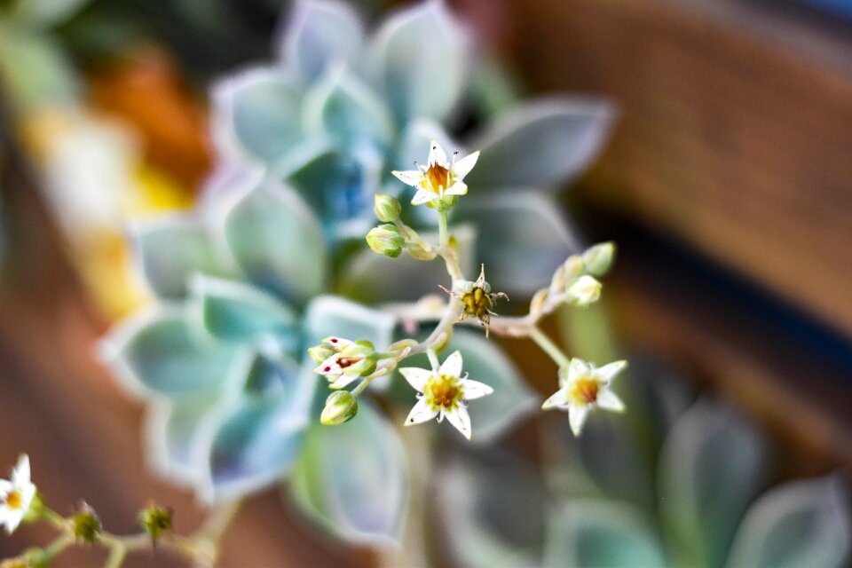 Spring garden flora