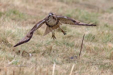 Nature wildlife raptor