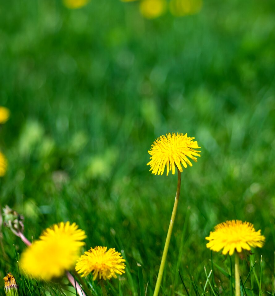 Green grass meadow summer
