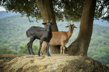 Animals mountains mammal