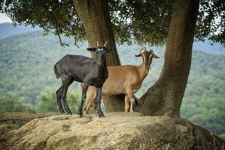 Animals mountains mammal photo