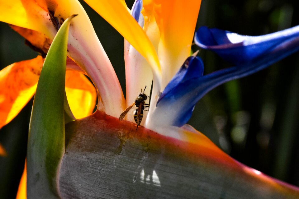 Insect plant garden