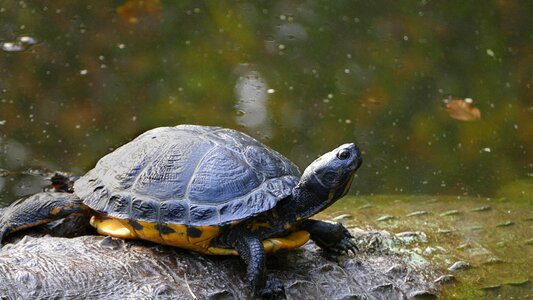 Animal reptile nature