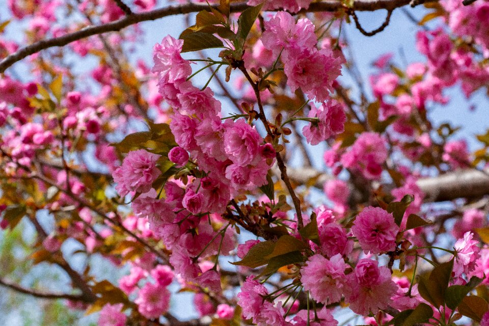 Blossom bloom branch