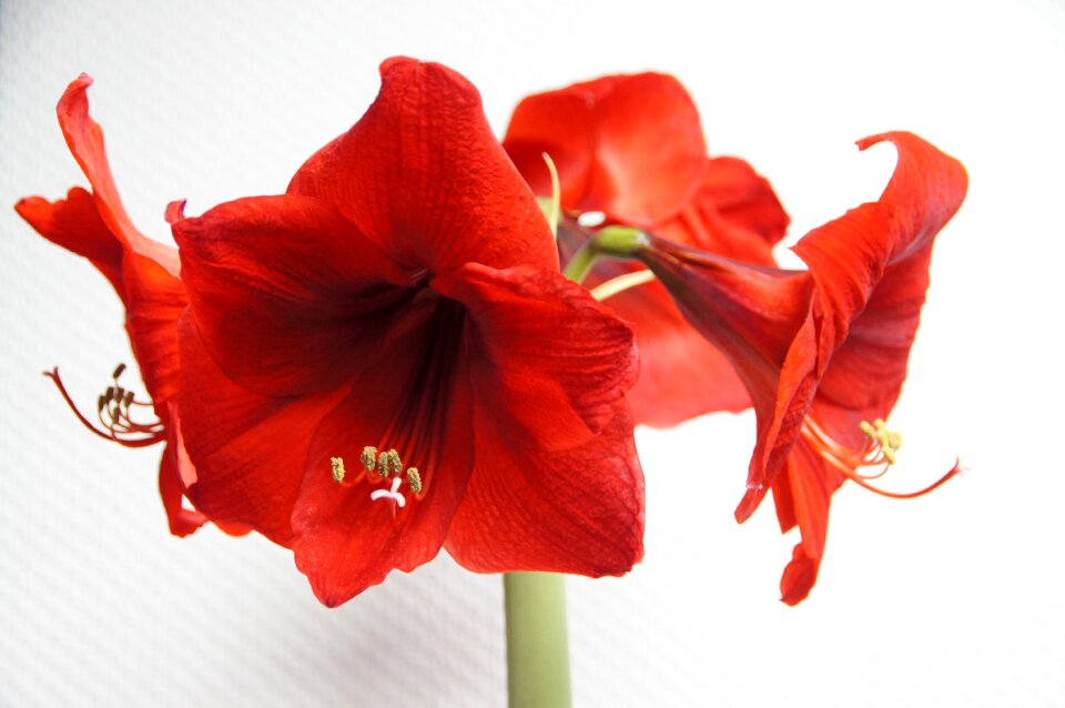Close up nature amaryllis