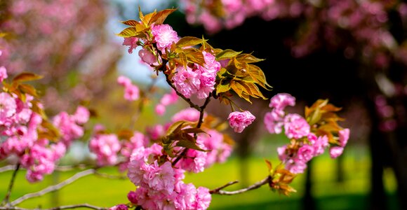 Blossom bloom branch photo