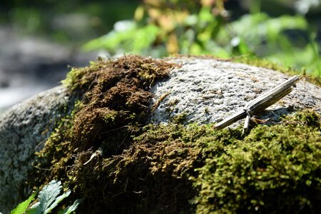 Moss forest green