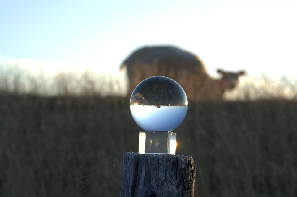 Sheep glass ball nature