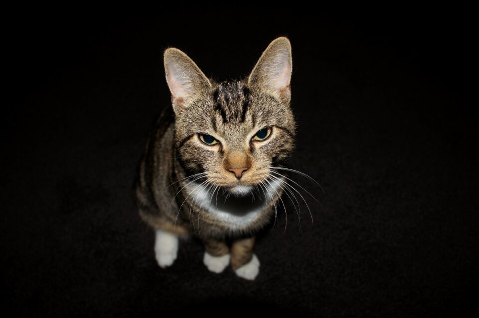 Kitten face animal portrait