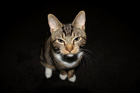 Kitten face animal portrait photo