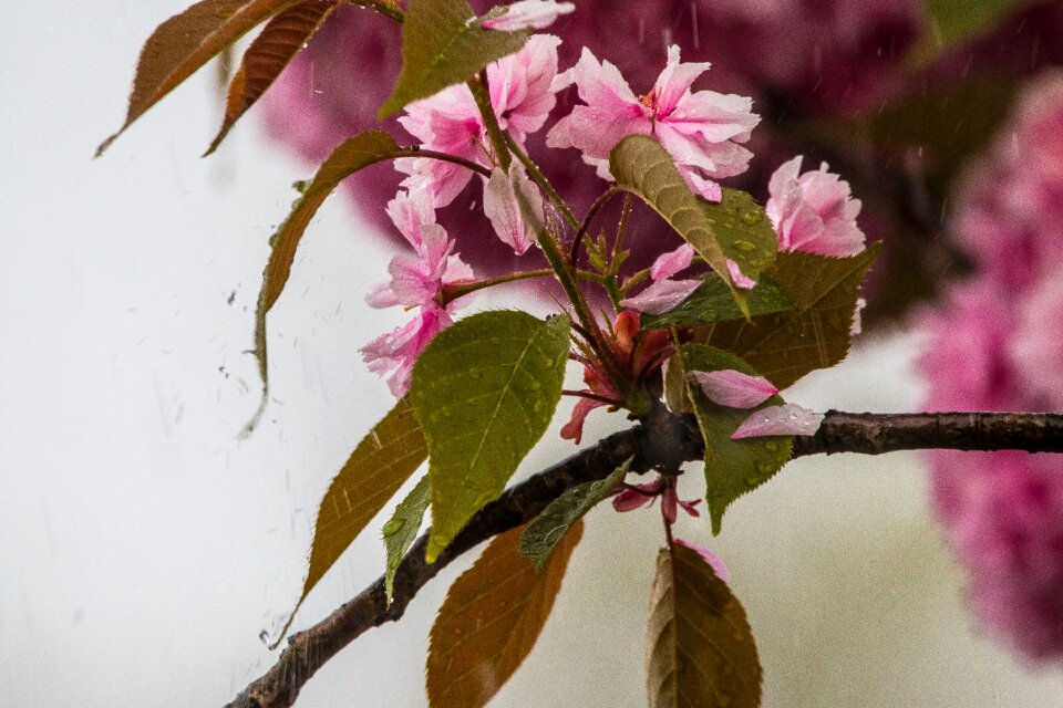 Rain water pink