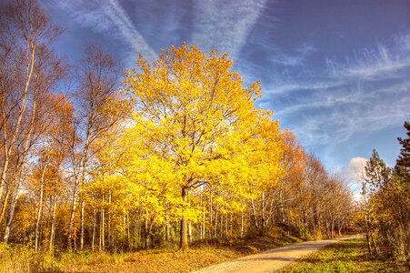 Fall foliage forest colorful