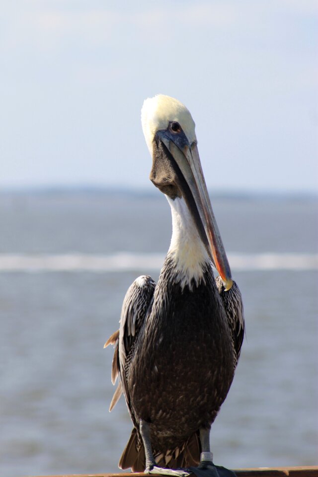 Pelican nature bird