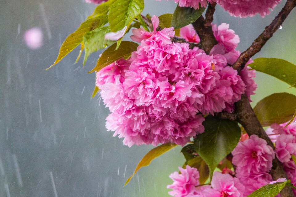 Rain water pink