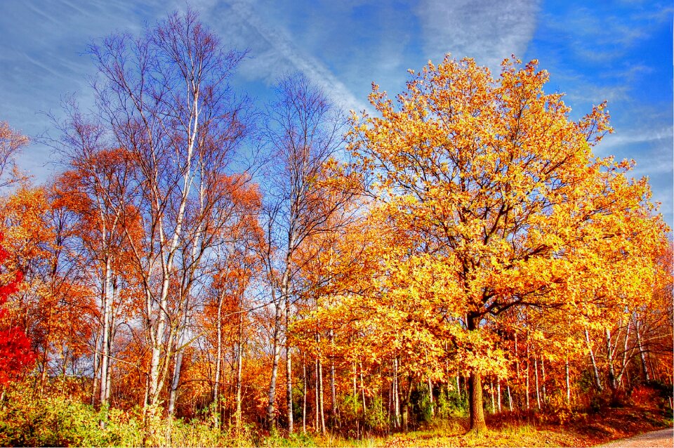 Fall foliage forest colorful